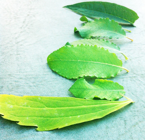 Leaves-Value | by bballpaska@rogers.com