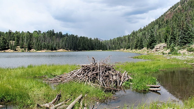 Beaver dam at Potato Lake