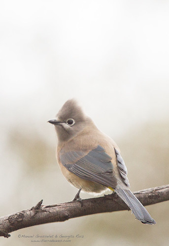 Gray-Silky-Flycatcher4501 | by birdinnet