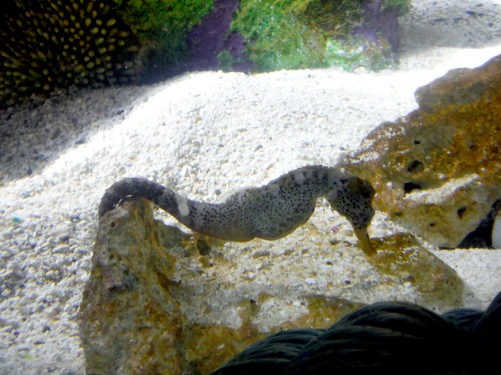 Sea Horse laying down on the job