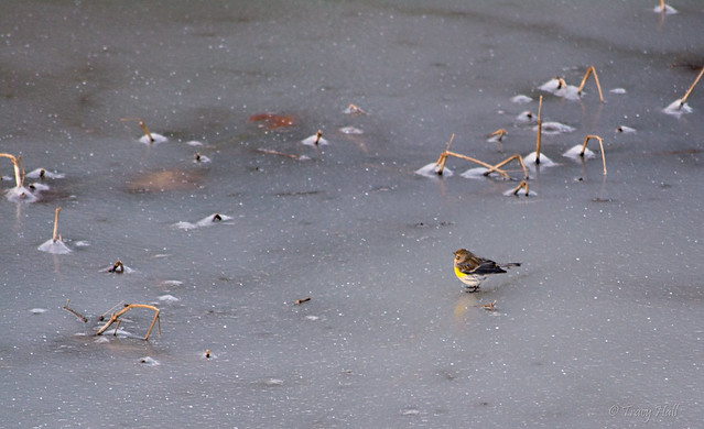 Yellow-rumped Warbler Out On The Ice