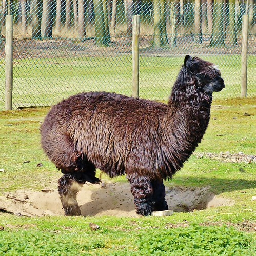 Alpaca - Bos en wildpark Molenheide by Johnny Cooman, Molenheide, Helchteren 21-04-2013


<b>Thanks for visit, comments and awards

TIP: Press L to view i