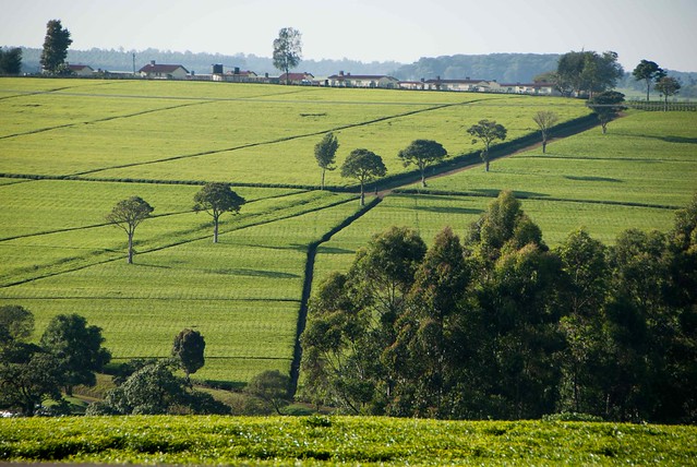 Kericho Kenya Tea Estates