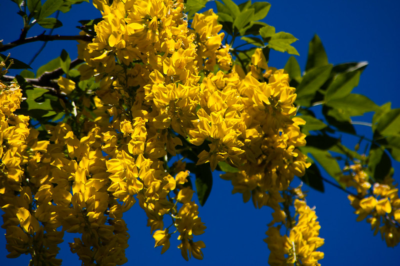 Yellow, blue, green: laburnum flowers