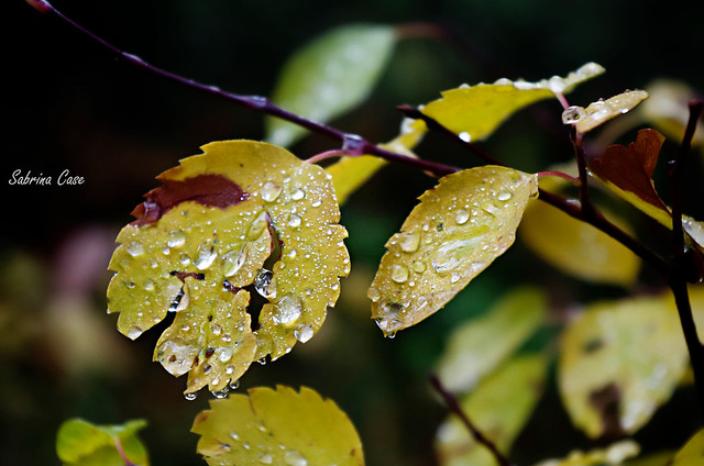 Water Drop Leaves-4