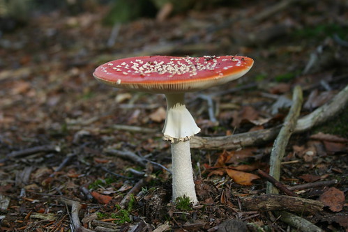 SWC 185 October 6th 2013 Fly agaric from the side 