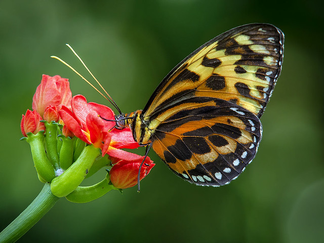 Tithorea Harmonia Butterfly feeding on Jathropa podagrica, Wings of the Tropics, Fairchild Tropical Botanic Garden.