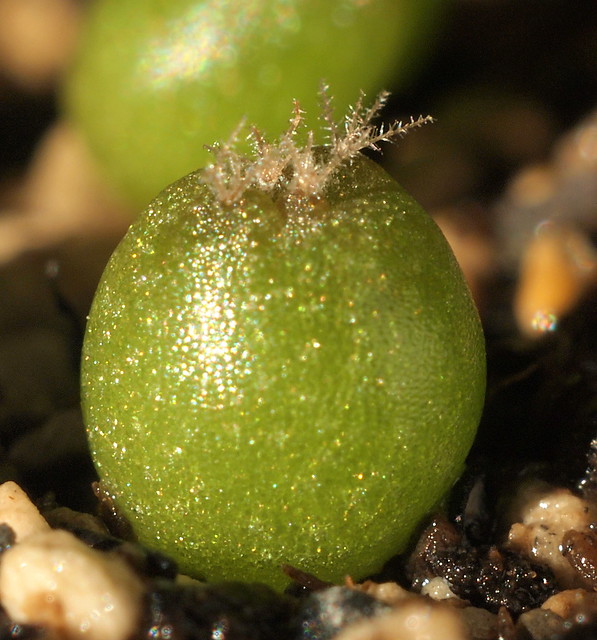 Lophophora williamsii - Sämling