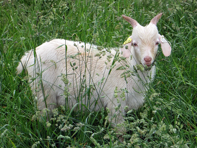 Goat in pasture group