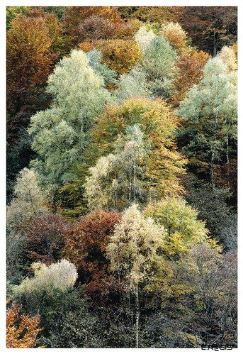 Ariège, forêt de Frechendeich. | by plein ER