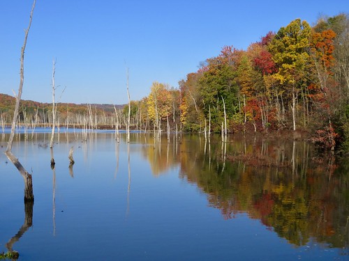 fall autumn foliage color trees onondagany southonondaga wetlands swamp pond