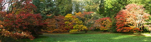 acer maple mapletree ornamentaltree delicate heartshapedleaves bright colourful beautiful autumncolours brightred yellow orangered october autumn plants flora leaves colours red nature outdoors uk westonbirtarboretum arboretum forestrycommission britishparks parks england southgloucestershire landscape light shadows canoneos7d walk oldarboretum panorama