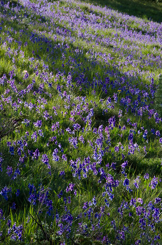 blue montana wildflower delphinium larkspur delphiniumbicolor