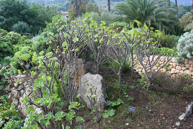 Aeonium arboreum var. holochrysum - Jardi Botanic de Soller-1
