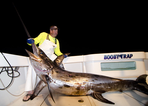 Booby-Trap-Fishing-Team-Swordfishing-swordfish-caught-in-gulf | by boobytrapfishingteam