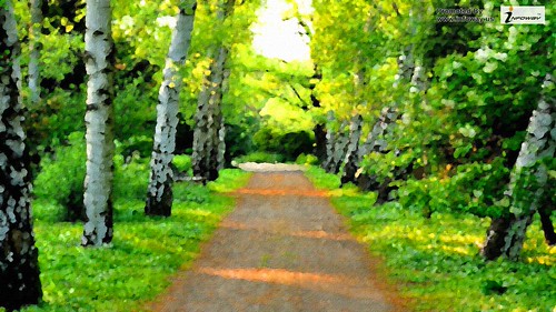 tree lined dirt road Beautiful natural scenery desktop wallpaper | by allen_smith35