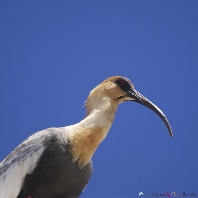 Série com Curicaca-Comum (Theristicus caudatus) - Series with the Buff-necked ibis - Bandurria Común, Bandurria, Tutachi - 11-01-2014 - IMG_9049