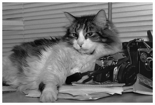Duster and Cameras | by azoinamidol1