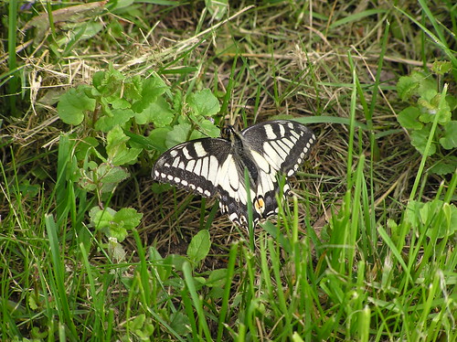 Pääsusaba, Papilio machaon | 30.05.2014 | Villu Lükk | Flickr
