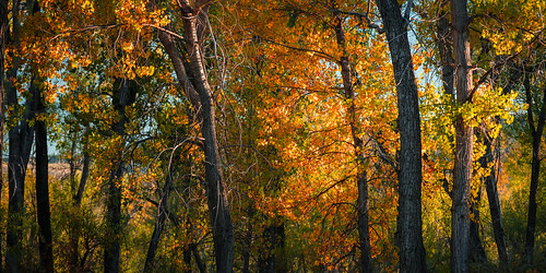 normsisland fall portfolio trees color orange yellow autumn harvest forest leaves changing red evening sunset lights