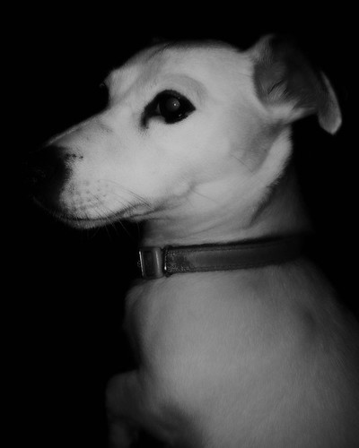#jackrussell #dog #dogs #instadog #cute #pets #terrier #ilovemydog #dogstagram #ilovemyjackrussell #petsofinstagram #doglover #adorable #cutedog #bw #blackandwhite #bnw #monochrome #blackandwhitephotography | by dinger6314