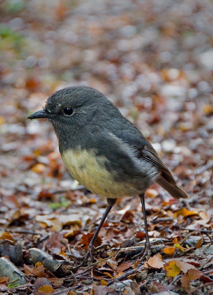Bush Robin [ Petroica australis] | A New Zealand native, See… | Flickr