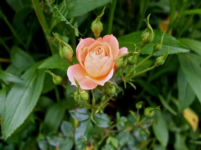 Summer rose