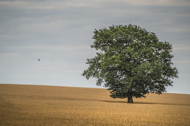 Pershore 2013 - Tree and Balloon