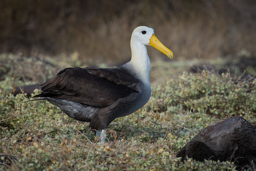 gb Portrait Waved Albatross | by Melissa James Photography