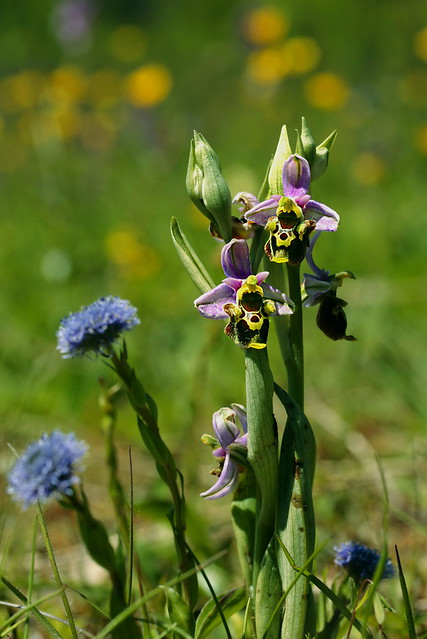 ophrys fuciflora (6)