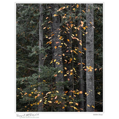 Golden Drops by Terry McDonald - www.luxborealis.com, 105mmmicronikkor nikond800e autumn barklakeleadershipoutdoorcentre canada deciduous landscape nature