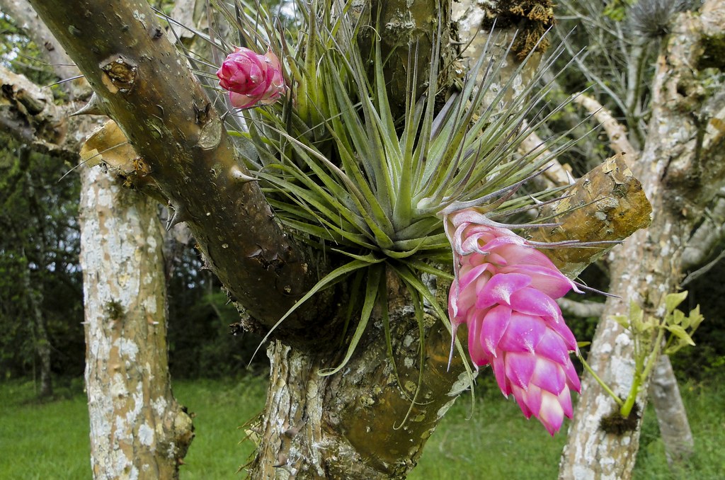Acúleos e bromélias // Aculei and bromeliads | A linda mini … | Flickr