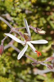 Pelargonium dasyphyllum, flower