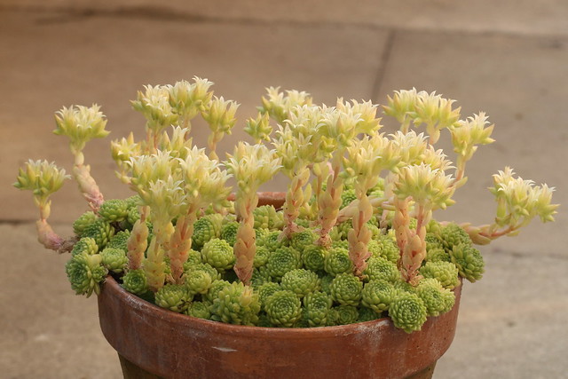 Rosularia chrysantha