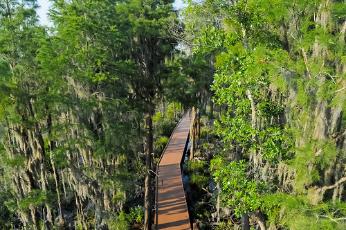 Okefenokee Boardwalk | Shot from the observation tower. | cre8foru2009 ...