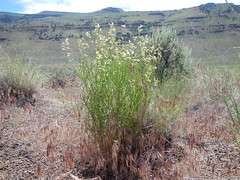 Wyoming big sagebrush steppe: Hart Mountain National Antelope Refuge