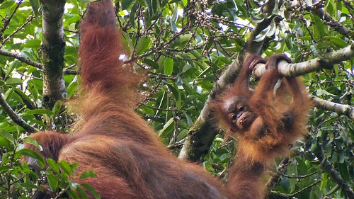 Mother and baby Bornean orangutan (Pongo pygmaeus)