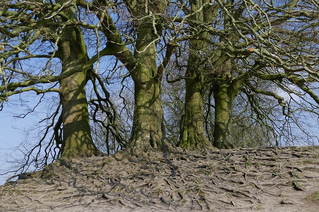 tree roots- Avebury Wiltshire - 170316 (2)