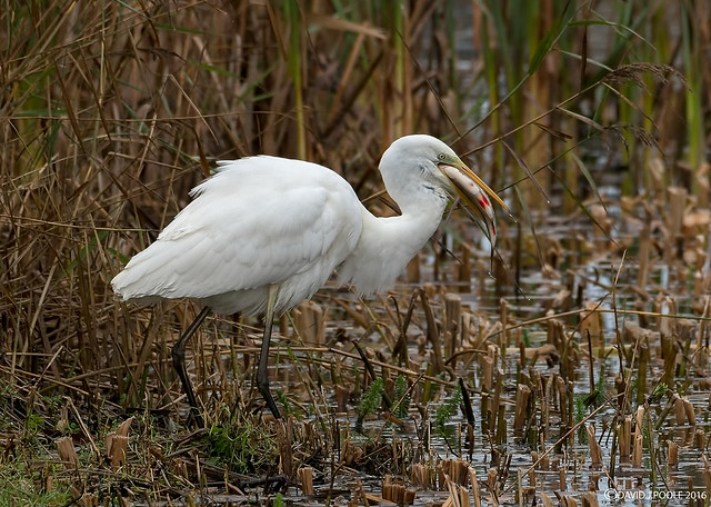 Great White Egret  with breakfast.