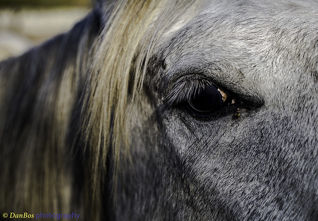 Horse's eye details