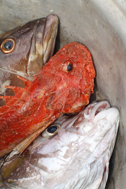 Nature morte - poissons du golfe de Guinée
