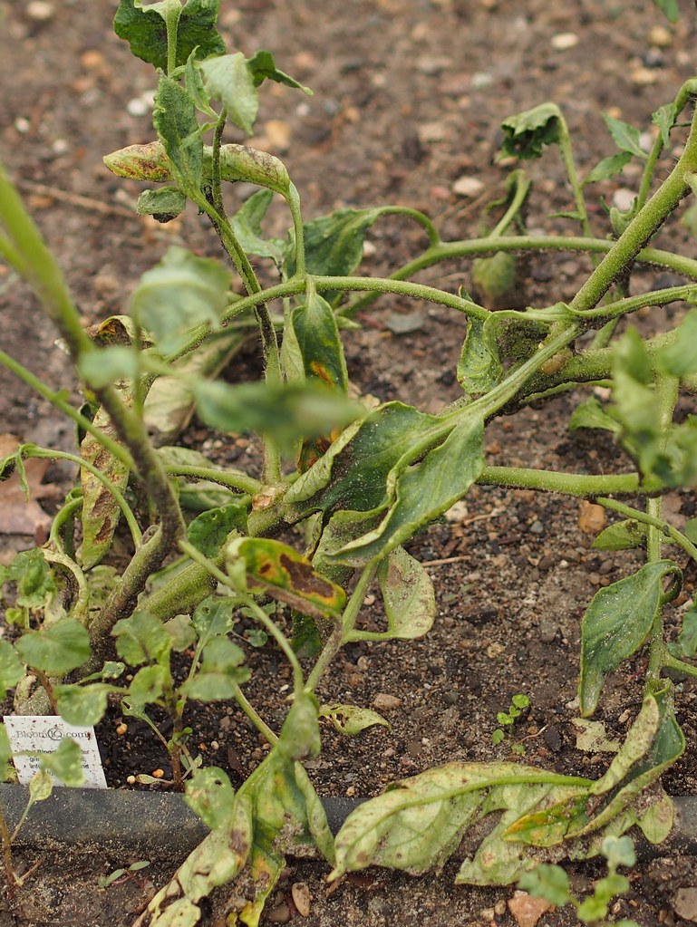 Tomatoes with Fusarium Wilt 2013