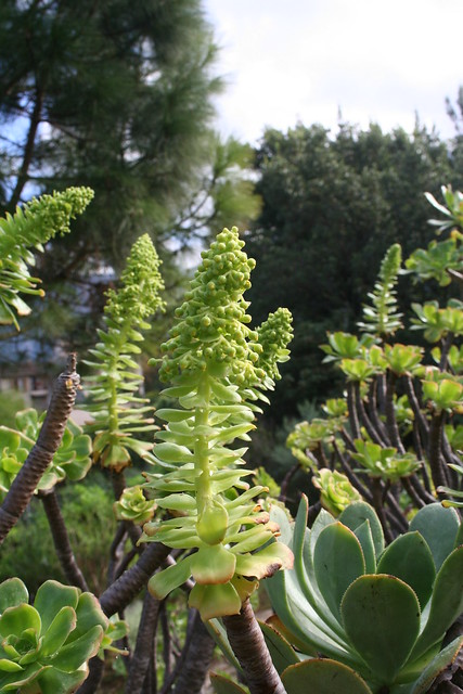 Aeonium arboreum var. holochrysum - Jardi Botanic de Soller-2