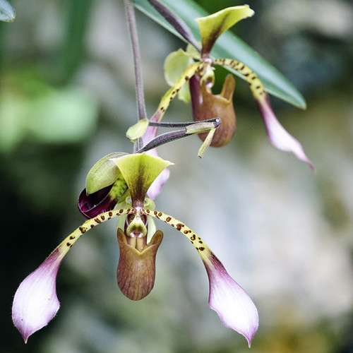 Borneo orchids 2