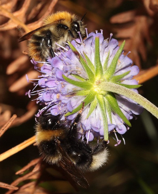 Bumblebees Bombus  spp