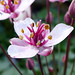 Flickr photo 'Flowering Rush, Butomus Umbellatus' by: gailhampshire.