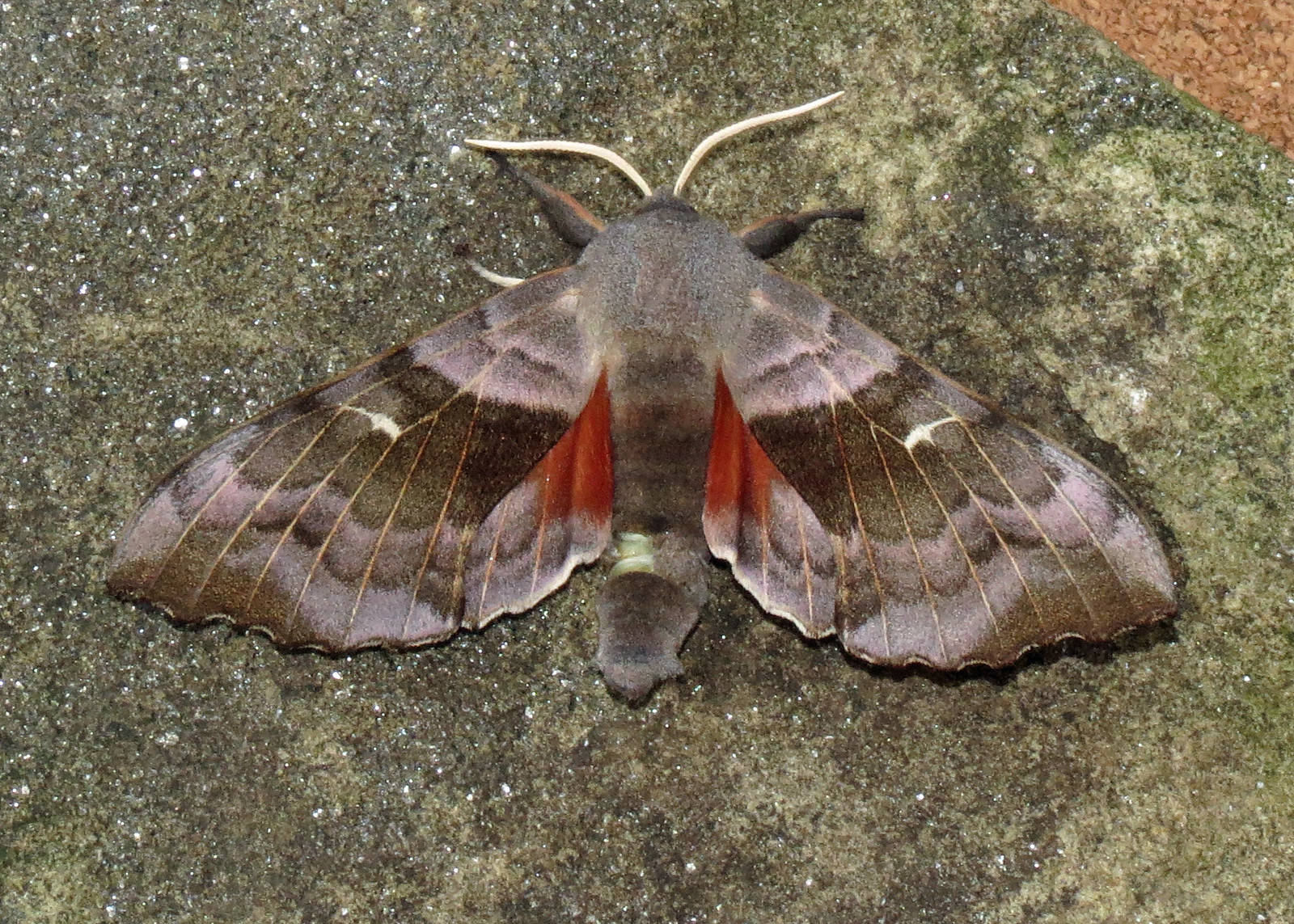 1981 Poplar Hawk-moth - Laothoe populi