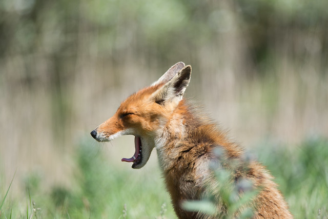 The Fox, De Vos (Vulpes vulpes)