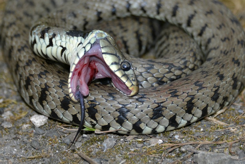 Grass Snake .UK Native. Playing dead, A Grass Snake defence…