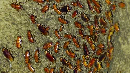 Cockroaches in Gomantong Cave